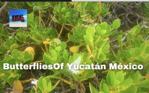 Butterfiles of Yucatán