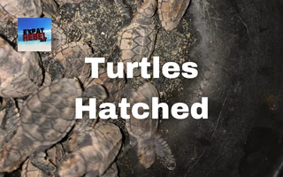 Turtles Hatched