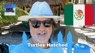 Turtles Hatch