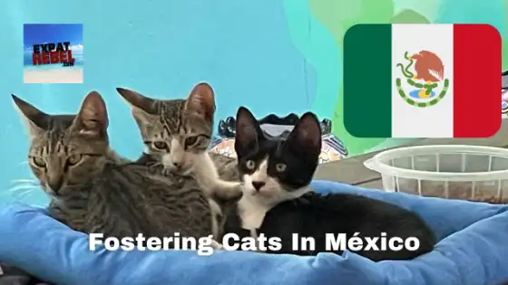 Fostering Cats In México
