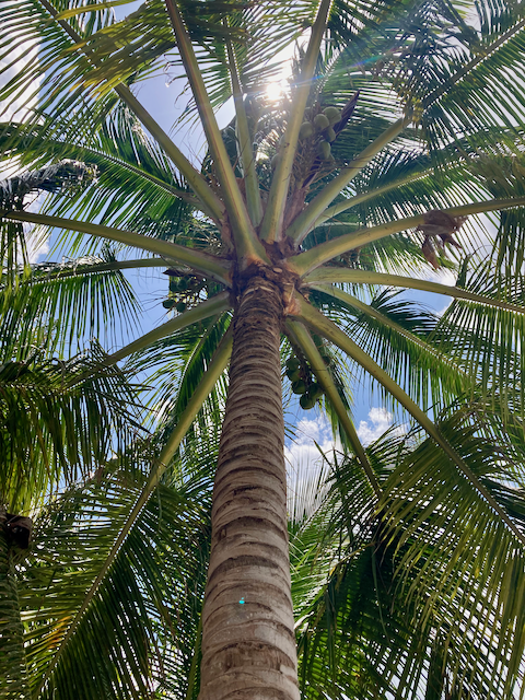 Cleaned palm tree