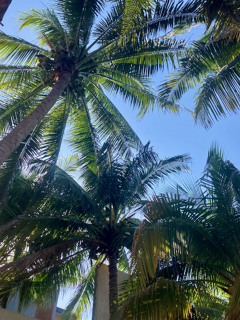 Coconuts in palm trees