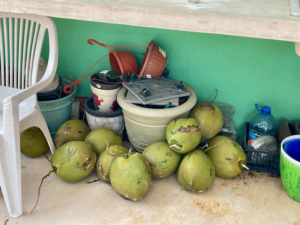 Coconuts to eat