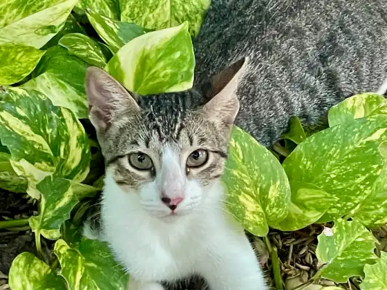 Kitten is our garden helper